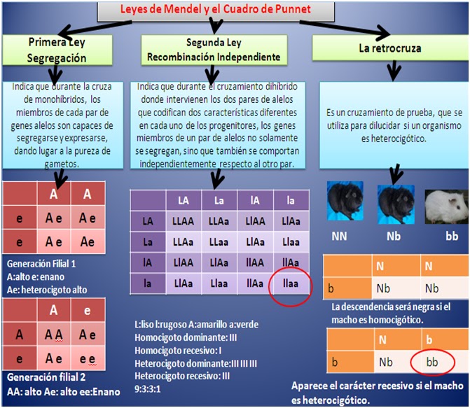 Mendelianopolis Mendel Y El Cuadro De Punnet